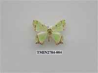 藏品(尺蛾354)的圖片
